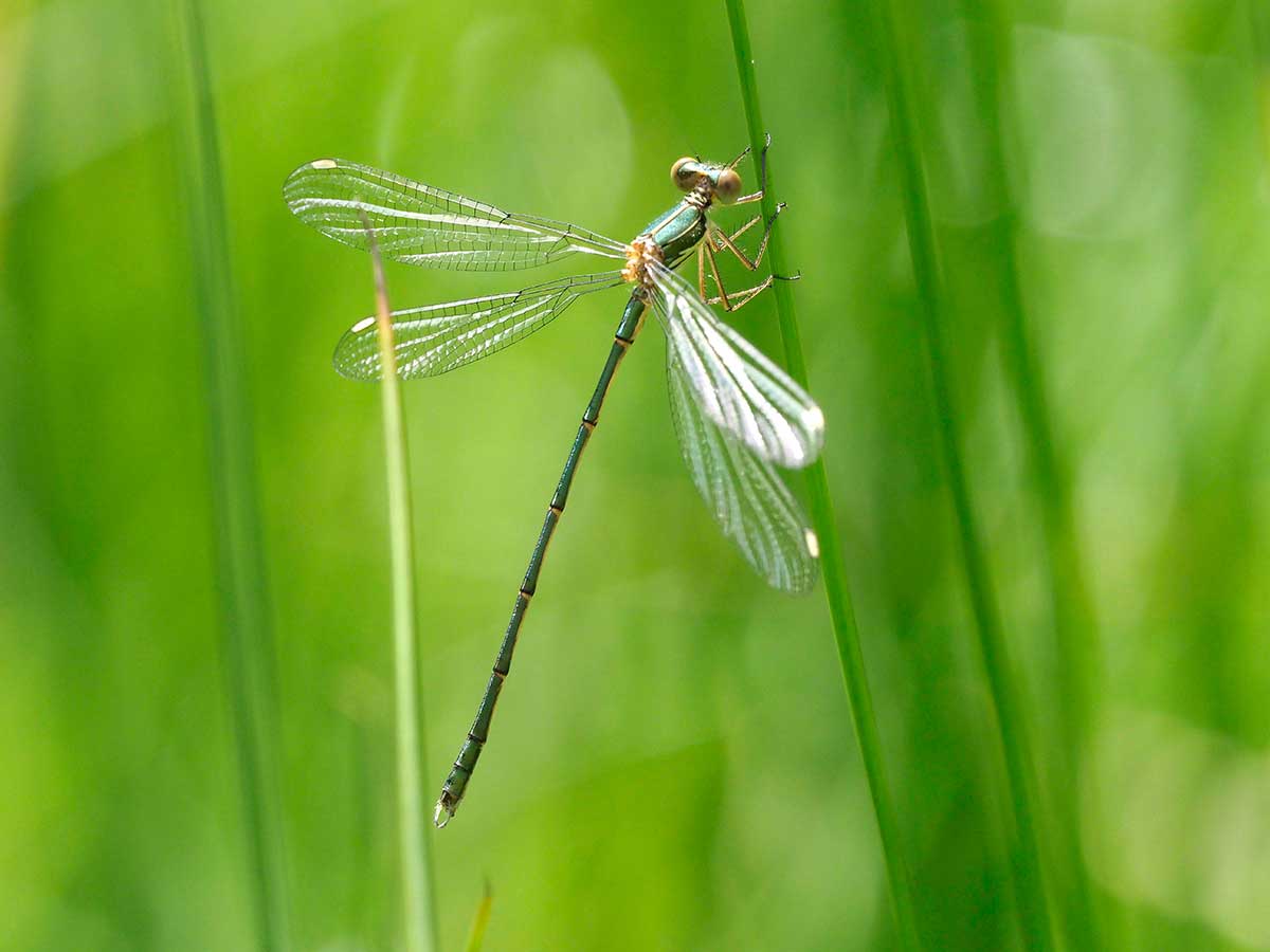 Chalcolestes_viridis